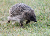 Eastern Hedgehog 