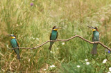 European Bee-eaters 