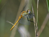 Red-veined Darter