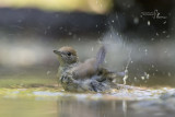 Blackcap