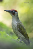 Green woodpecker