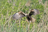 Marsh Harrier