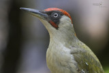 Green woodpecker