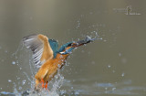 kingfisher