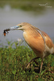 Squacco Heron-Cascina Spinola