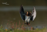 Snipe-Cascina Spinola