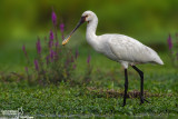 Spoonbill-Cascina Spinola