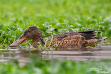 Shoveler-CASCINA SPINOLA