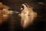 Goldfinch-SKUA'S HEADQUARTERS