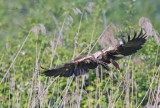 Marsh Harrier