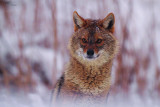 Golden Jackal