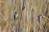 Lesser spotted Woodpecker