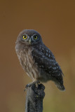 Little Owl