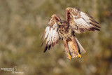 Common Buzzard