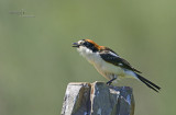 Woodchat Shrike