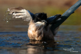 Azure-winged Magpie