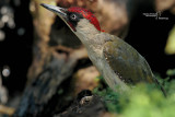 Green Woodpecker-SKUA'S HEADQUARTERS