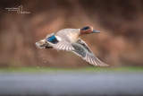 TEAL-CASCINA SPINOLA