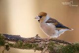 Hawfinch