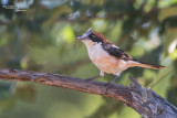 Woodchat Shrike