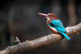 White-throated Kingfisher-BHARATPUR-India