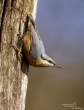 Nuthatch-LA MANDRIA