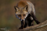 Red Fox