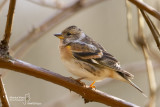 Brambling