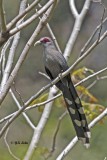 Greenbilled Malkoha