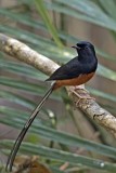 White-Rumped Shama, Male.