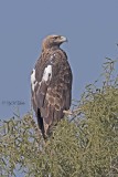 Spanish Imperial Eagle