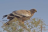 Steppe Eagle