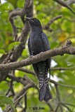 Square-tailed Drongo Cuckoo