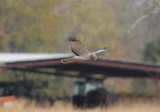 Northern Harrier