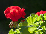 Flower in daughters back yard, Lake Forest, IL.