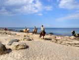 Horses on the beach, Staberhuk Strand, Fehmarn Island