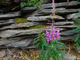 Alpine Flowers 