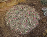 Cactus, Garden World, Melbourne