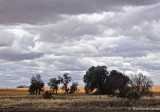 Wimmera landscape