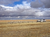 Sheep mustering
