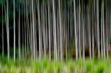 trees in motion_DSF7051.jpg