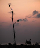 Marina beach Chennai, India_DSF9076.jpg