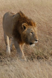 lion DSCF3076.jpg