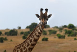 giraffe DSCF3833.jpg