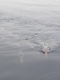 Baleines  bec commune, Mer du Labrador