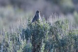 Sage Thrasher