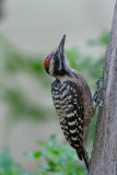 Ladder-backed Woodpecker