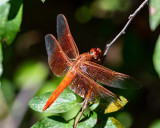 dragonflies_damselflies_antlion