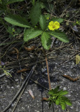 Common Cinquefoil