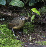 Antpitta, Plain-backed_Wildsumaco, Ecuador